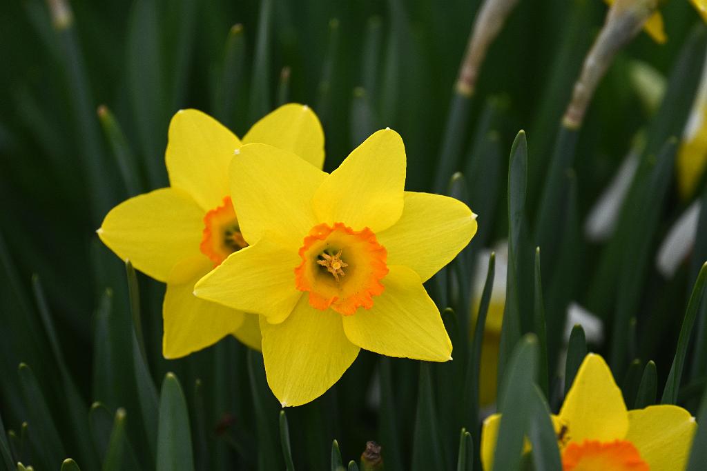 2025-04216474 Tower Hill Botanic Garden, MA.JPG - Daffodil. New England Botanic Garden at Tower Hill, MA, 4-21-2025